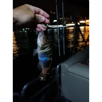 Ночная рыбалка в Сочи