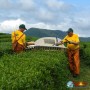 «Мацеста - чайные плантации» | Сочи