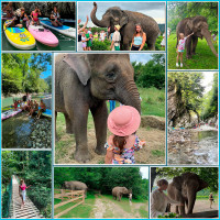 «Парк слонов» в Сочи