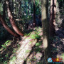  «Лесная сказка + дерево исполин» - экскурсия на минивене