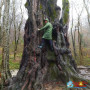  «Лесная сказка + дерево исполин» - экскурсия на минивене